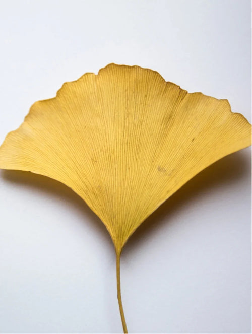 Antioxidant Ginkgo Gel Booster-1