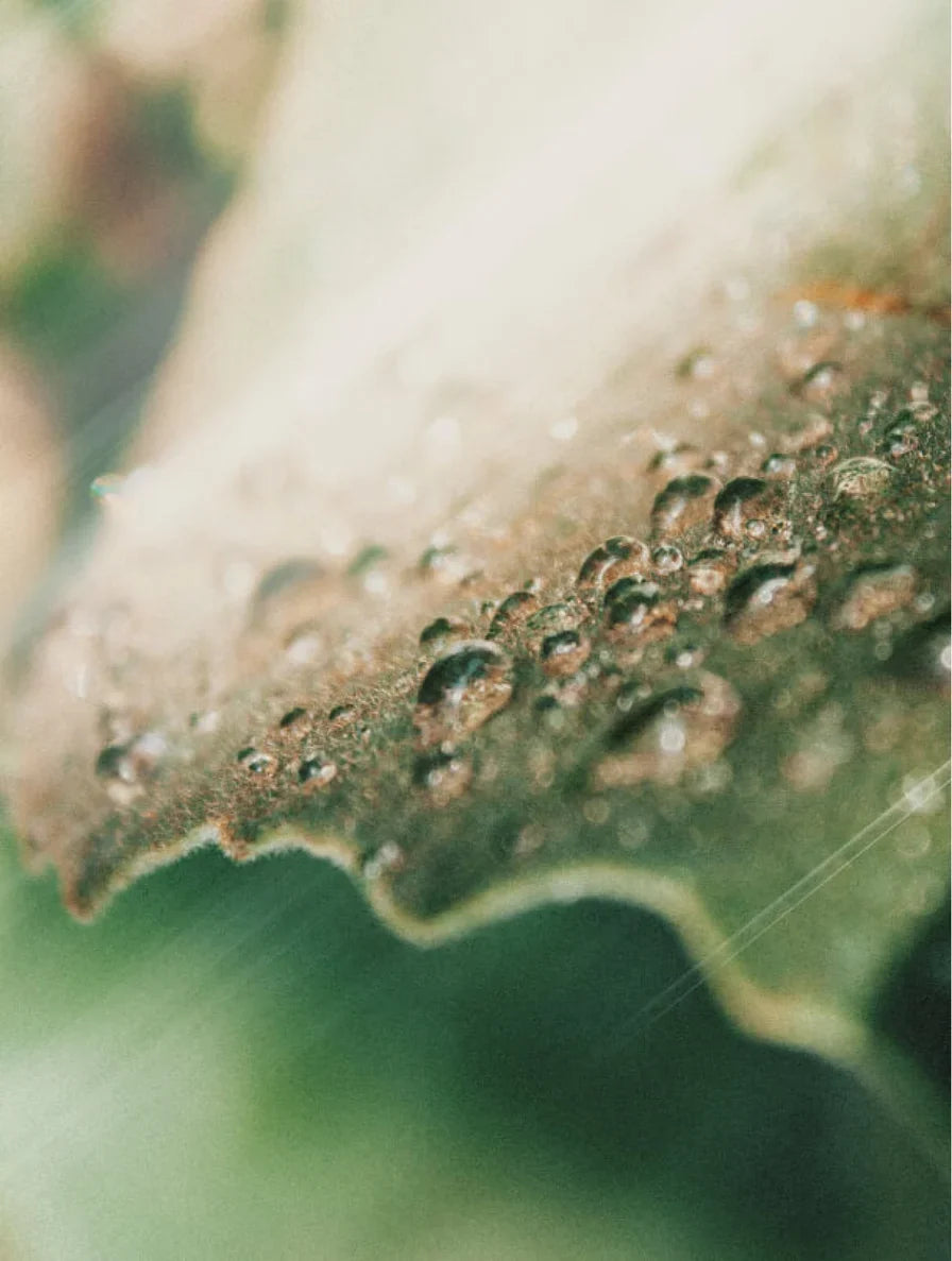 Purifying Toner-1